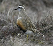 Dotterel