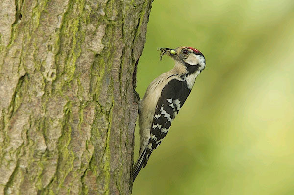 Lesser Spotted Woodpecker