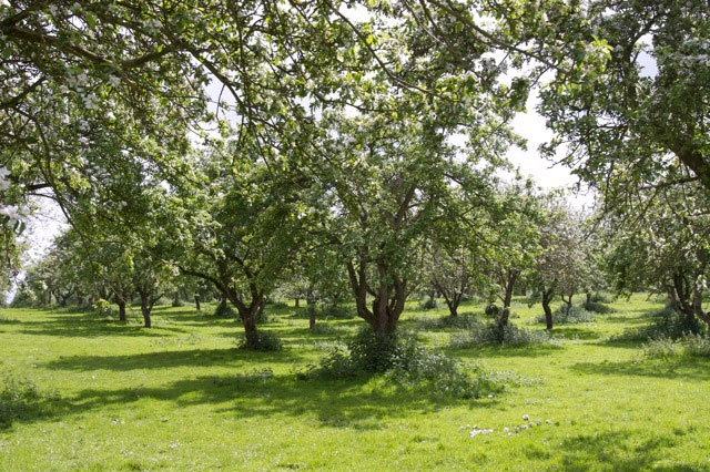 Traditional orchard