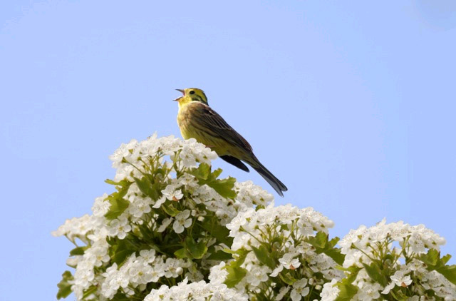 Yellowhammer