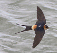 Red-rumped Swallow