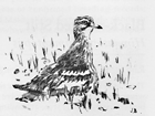 Stone Curlew