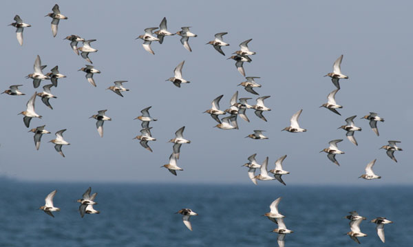 Dunlin on Wash