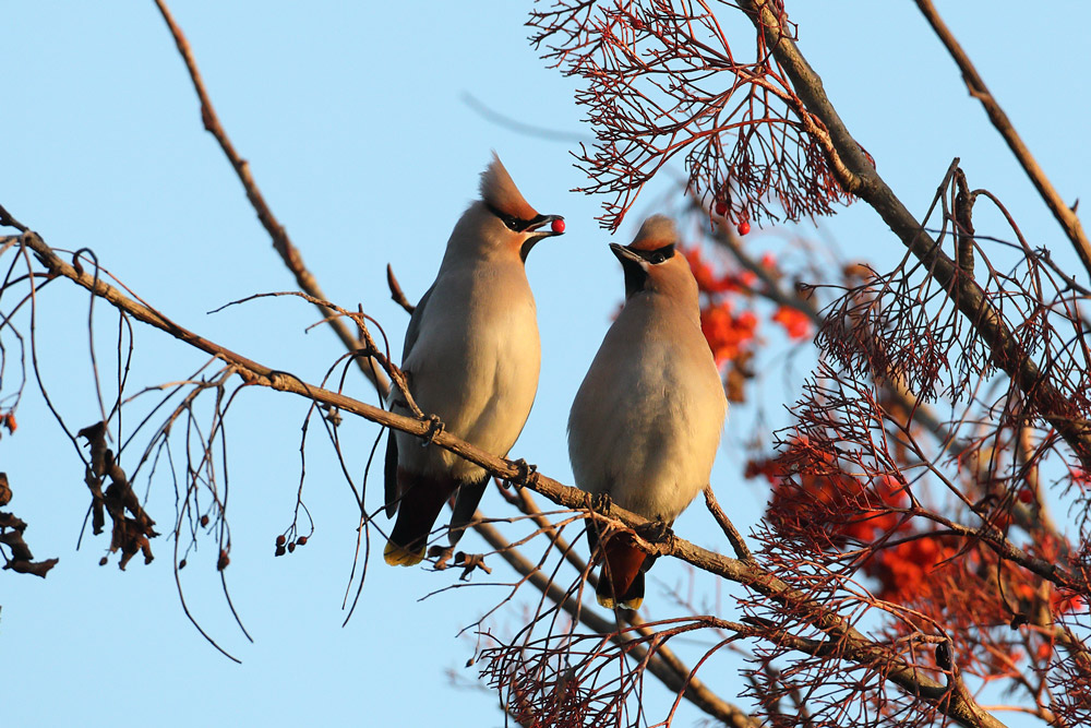 Waxwing. Liz Cutting / BTO