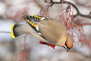 Waxwing. Steven McGrath 