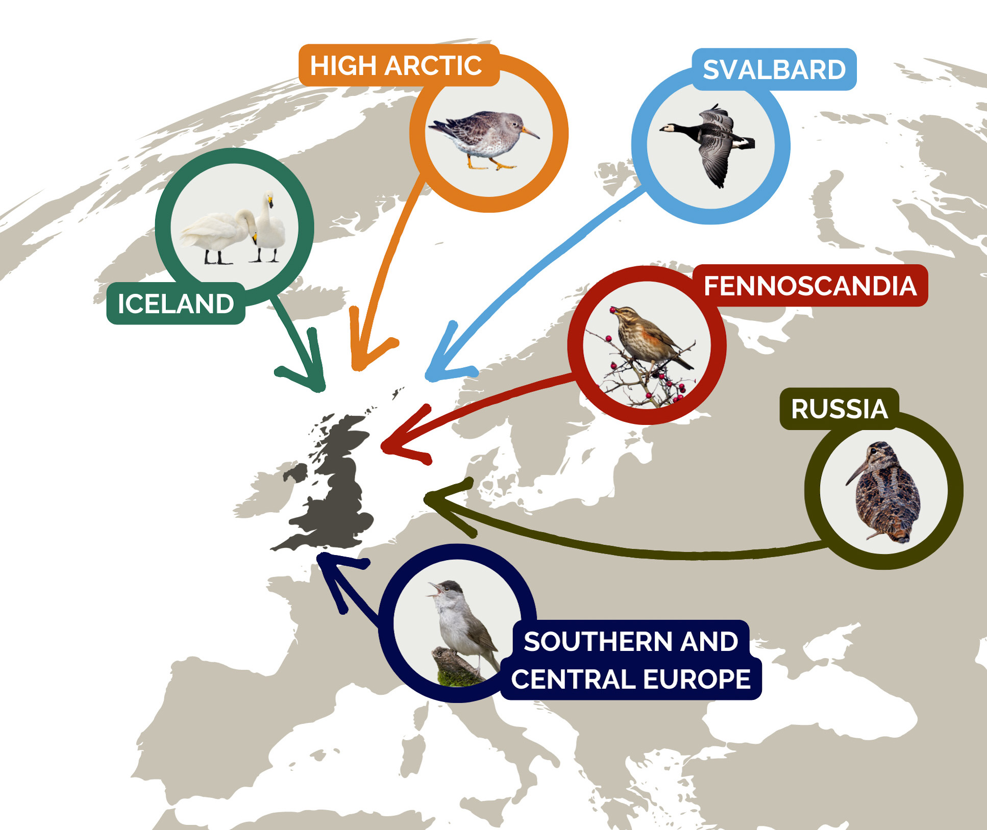 Where do our winter visitors migrate from? Detail in text.