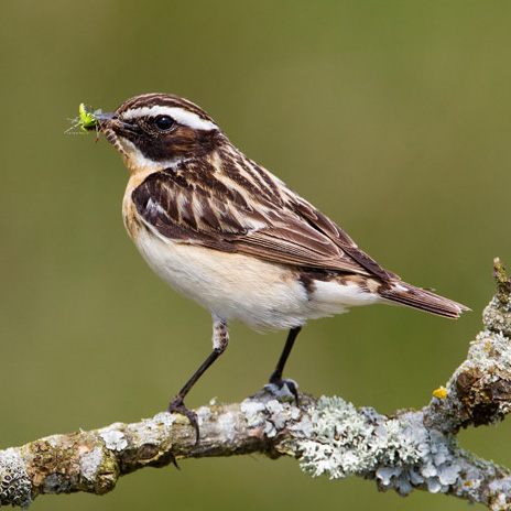 Whinchat. Edmund Fellowes / BTO