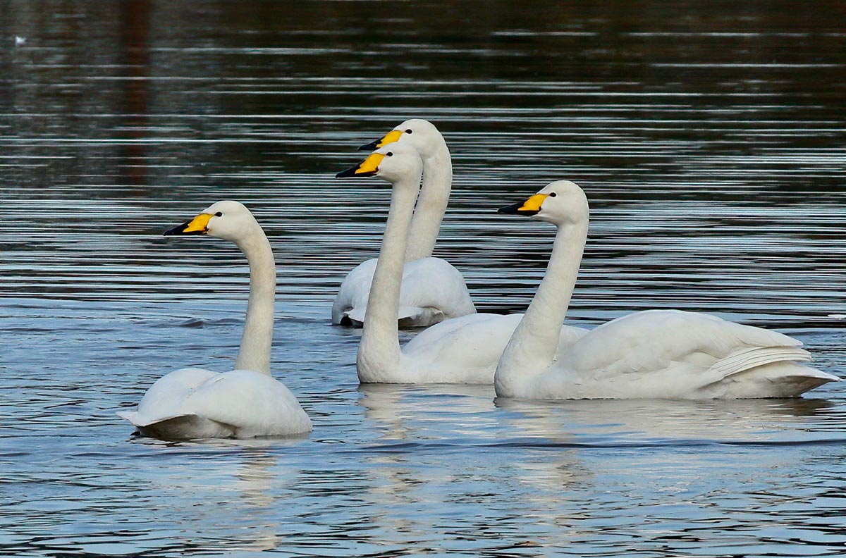 Whooper Swans. Tom Cadwallender