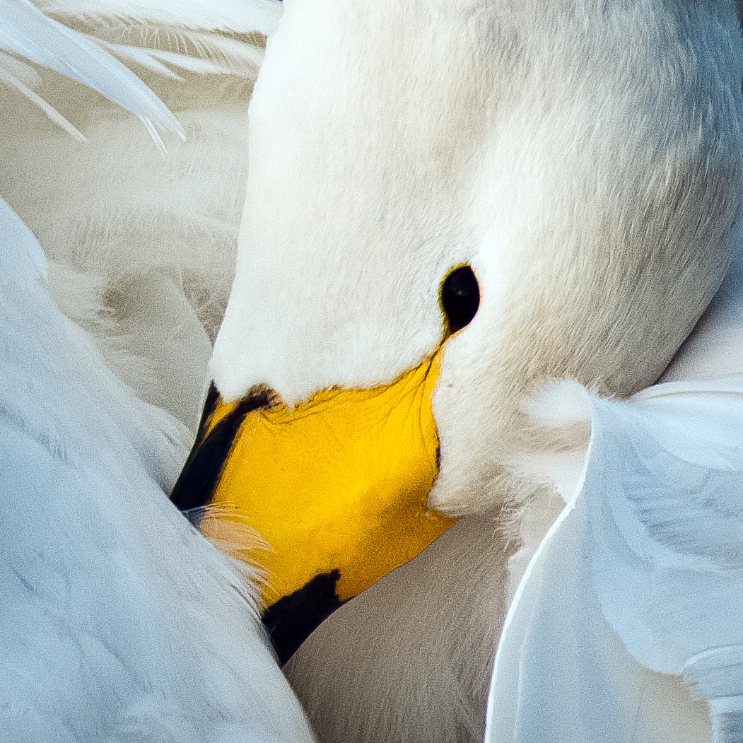 Whooper Swan. Sarah Kelman / BTO