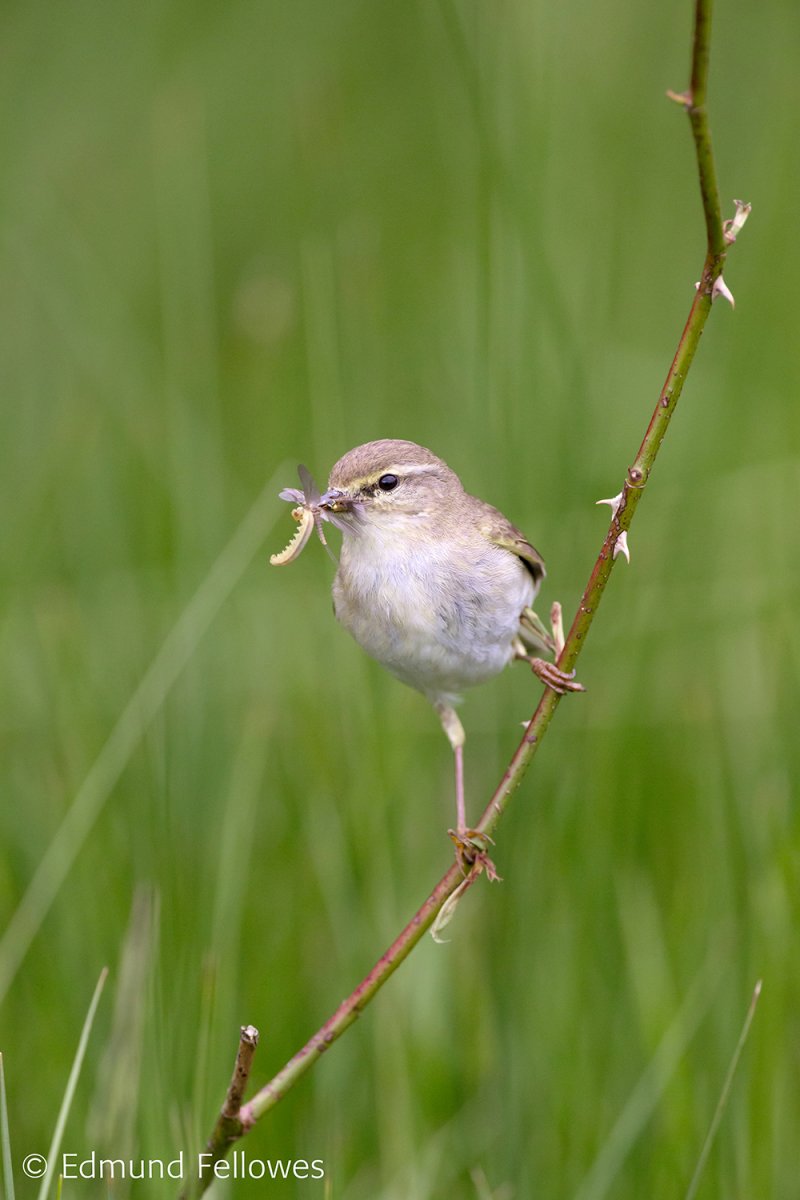 Willow Warbler