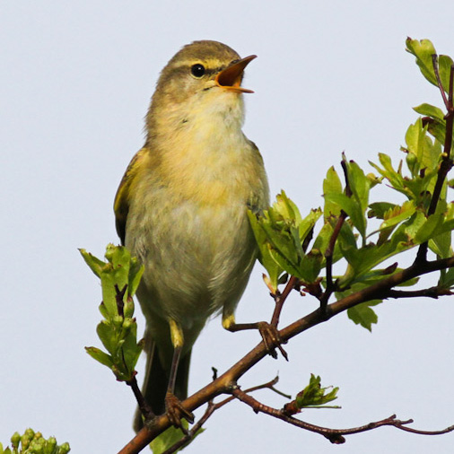 Willow Warbler. Allan Drewitt / BTO