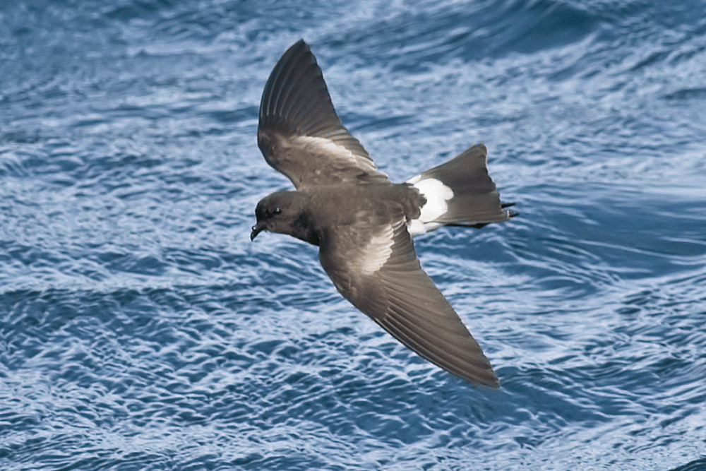 Wilson's Petrel. Birds Online