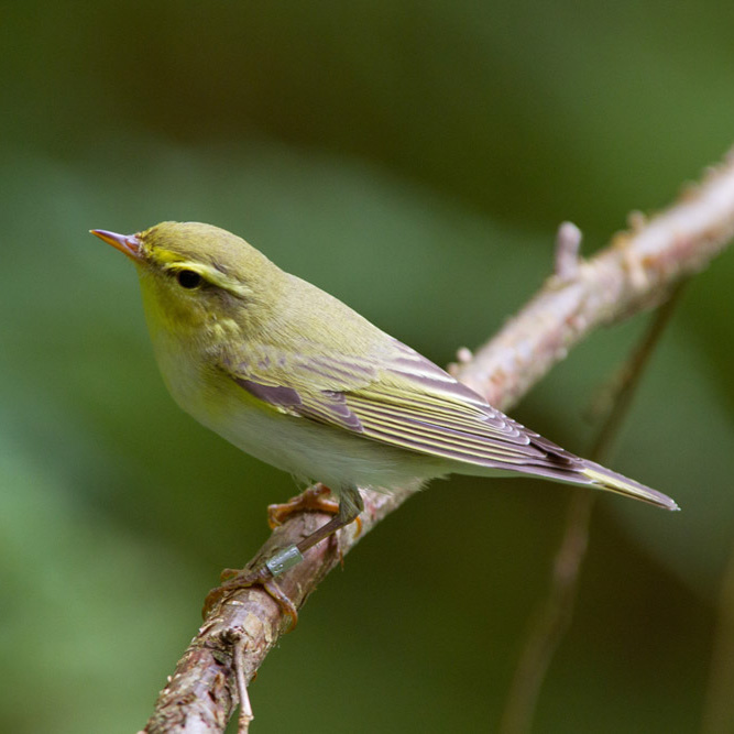 Wood Warbler. Edmund Fellowes / BTO