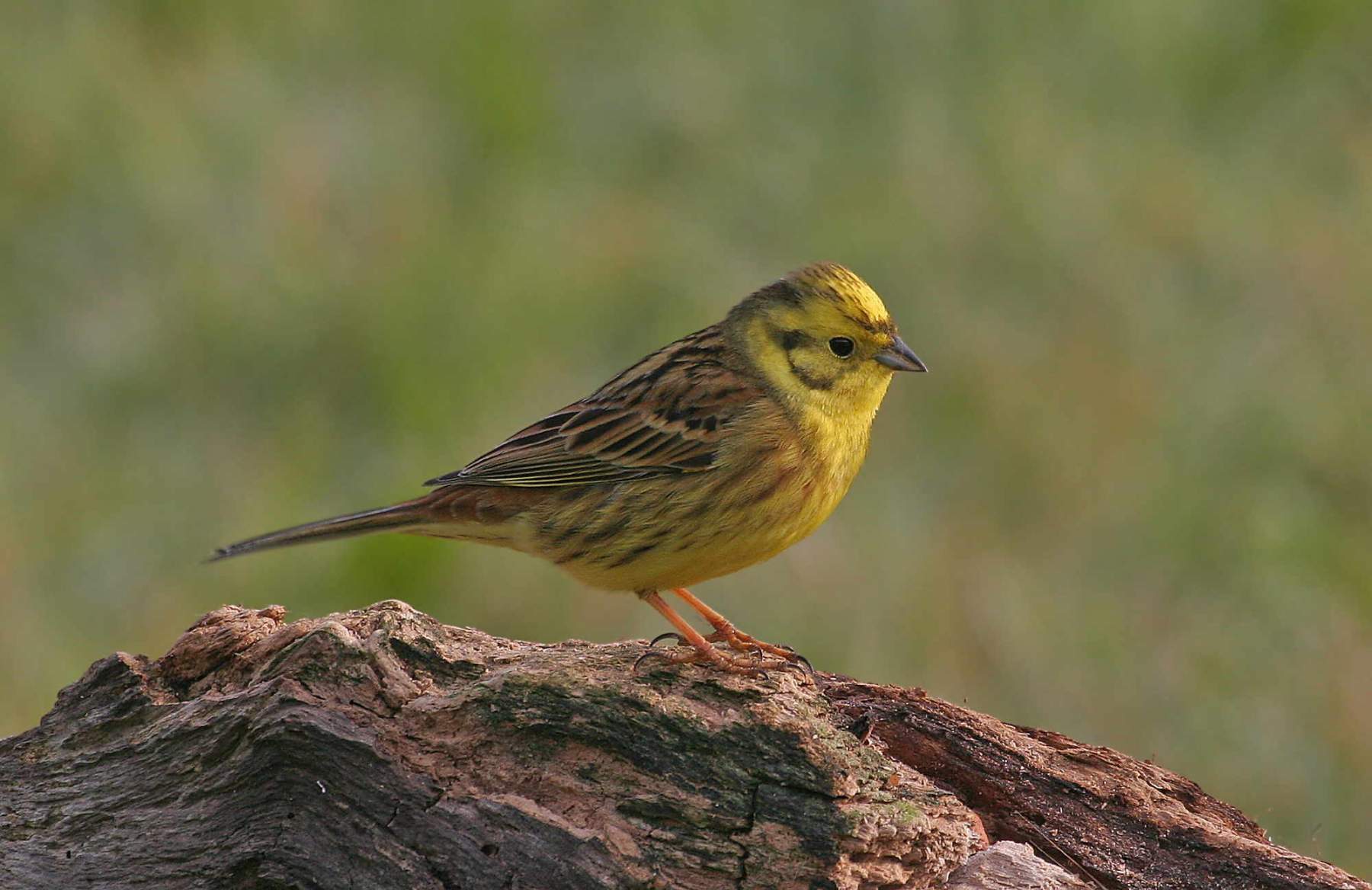 Yellowhammer by Jill Pakenham.