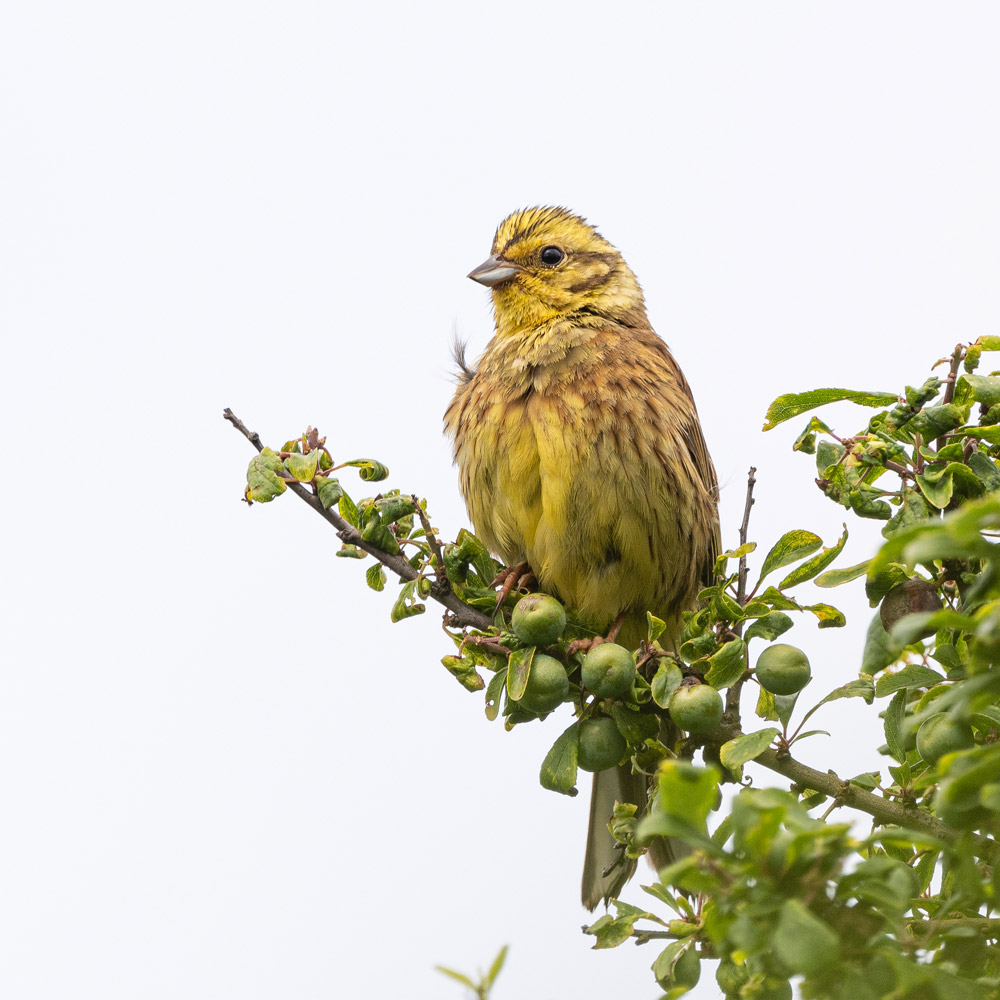 Yellowhammer. Philip Croft / BTO